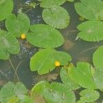 Nuphar lutea leaf picture by michel (cc-by-sa)