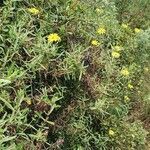 Senecio rhammatophyllus habit picture by susan brown (cc-by-sa)