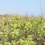 Myoporum tenuifolium habit picture by Emanuele Santarelli (cc-by-sa)