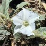 Convolvulus hermanniae l'hér. flower picture by Trap Hers (cc-by-sa)