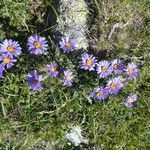 Aster alpinus habit picture by Llandrich anna (cc-by-sa)