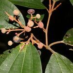 Miconia stevensiana fruit picture by Nelson Zamora Villalobos (cc-by-nc)