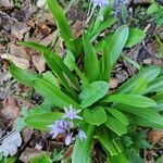 Scilla lilio-hyacinthus leaf picture by Blanco Menéndez Ignacio (cc-by-sa)