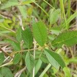 Rosa arkansana leaf picture by Robert Breeding (cc-by-sa)