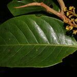 Otoba novogranatensis fruit picture by Nelson Zamora Villalobos (cc-by-nc)