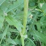 Cirsium oleraceum habit picture by Zielarz (cc-by-sa)