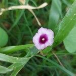 Ipomoea grandifolia (dammer) o'donell flower picture by Gonçalves da Cunha Lucas (cc-by-sa)