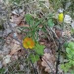 Ranunculus auricomus habit picture by Blasek Peter (cc-by-sa)