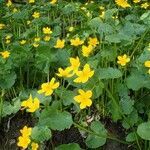 Caltha palustris habit picture by Yoan MARTIN (cc-by-sa)