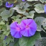 Ipomoea indica habit picture by Bono José (cc-by-sa)