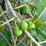 Ficus adhatodifolia fruit picture by JP Corrêa Carvalho (cc-by-sa)