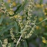 Rumex hydrolapathum habit picture by Sabina Hartmann (cc-by-sa)