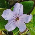 Ruellia prostrata flower picture by susan brown (cc-by-sa)