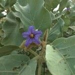 Solanum lycocarpum flower picture by Reis Bárbara (cc-by-sa)