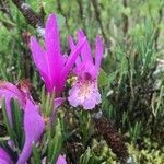 Arethusa bulbosa flower picture by Evan Bishko (cc-by-sa)