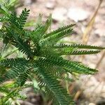 Prosopis torquata leaf picture by Trap Hers (cc-by-sa)