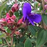 Tibouchina urvilleana flower picture by pombo gonzalez (cc-by-sa)