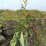 Bidens aurea habit picture by Hernández Enrique (cc-by-sa)