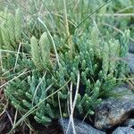 Lycopodium alpinum habit picture by Yoan MARTIN (cc-by-sa)