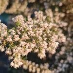 Erica arborea flower picture by Poblador Jose Luis (cc-by-sa)