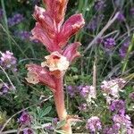 Orobanche alba habit picture by Stéphane Mars (cc-by-sa)