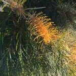 Grevillea pteridifolia flower picture by Skyler (cc-by-sa)