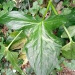 Arum italicum leaf picture by Plantae Lucorum (cc-by-sa)