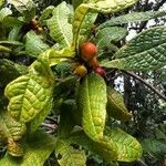 Ficus pancheriana fruit picture by louis-charles brinon (cc-by-sa)