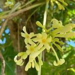 Carica papaya flower picture by arno toto (cc-by-sa)