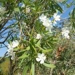 Nerium oleander habit picture by Laurent Calon (cc-by-sa)