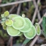 Clypeola jonthlaspi fruit picture by Emmanuel Torquebiau (cc-by-sa)