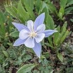 Aquilegia saximontana flower picture by Eric Robbins (cc-by-sa)