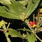 Psychotria psychotriifolia fruit picture by Nelson Zamora Villalobos (cc-by-nc)