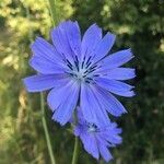 Cichorium endivia flower picture by Gie Swolfs (cc-by-sa)