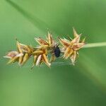 Carex echinata fruit picture by Ugoline Jacquot (cc-by-sa)