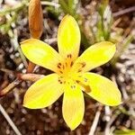 Sisyrinchium pachyrhizum flower picture by Trap Hers (cc-by-sa)