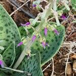 Ledebouria revoluta flower picture by Susan Brown (cc-by-sa)