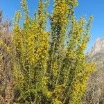 Ulex parviflorus habit picture by llinares J (cc-by-sa)