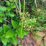 Premna serratifolia fruit picture by Spark Rodriguez Lee (cc-by-sa)