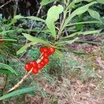 Daphne mezereum fruit picture by Françoise Peyrissat (cc-by-sa)