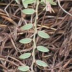 Phyllanthus suffrutescens leaf picture by susan brown (cc-by-sa)