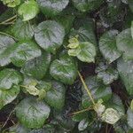 Dombeya torrida habit picture by Maarten Vanhove (cc-by-sa)