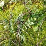 Astragalus alpinus habit picture by Stefano Lazzaretti (cc-by-sa)