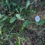 Convolvulus arvensis habit picture by Sabina Hartmann (cc-by-sa)