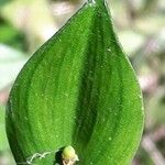 Ruscus aculeatus leaf picture by Paulin OUOBA (cc-by-sa)