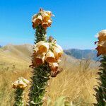 Digitalis ferruginea habit picture by Emanuele Santarelli (cc-by-sa)