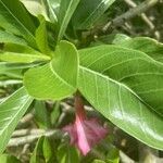 Adenium obesum flower picture by eric Didier (cc-by-sa)