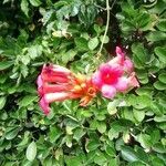 Campsis radicans flower picture by Guillaume Romain (cc-by-sa)