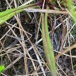 Senecio chionogeton leaf picture by Fabien Anthelme (cc-by-sa)