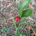 Ruscus hypophyllum fruit picture by Patrizia Sforza (cc-by-sa)